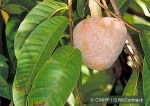 Enlarged Image of 'Annona reticulata'